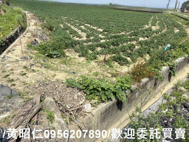 新市農地-1