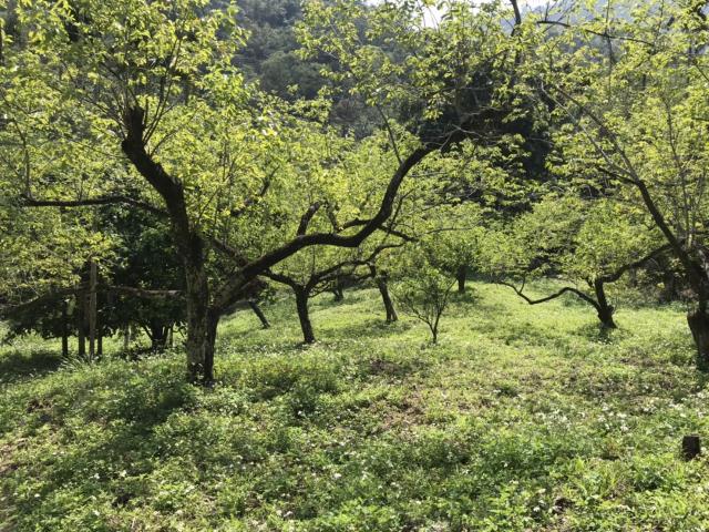 新竹竹東農地-1