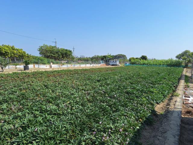 台南農地-2