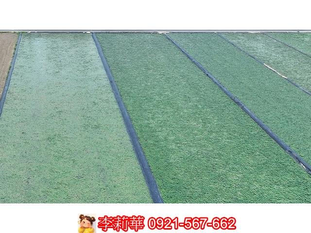 台南麻豆農地-9