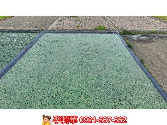 台南麻豆農地-11