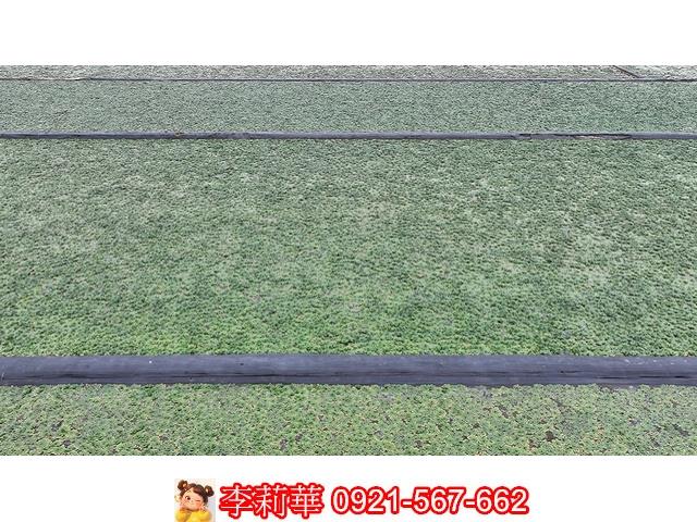 台南麻豆農地-3