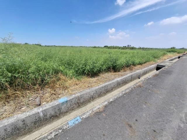 台南七股農地-2