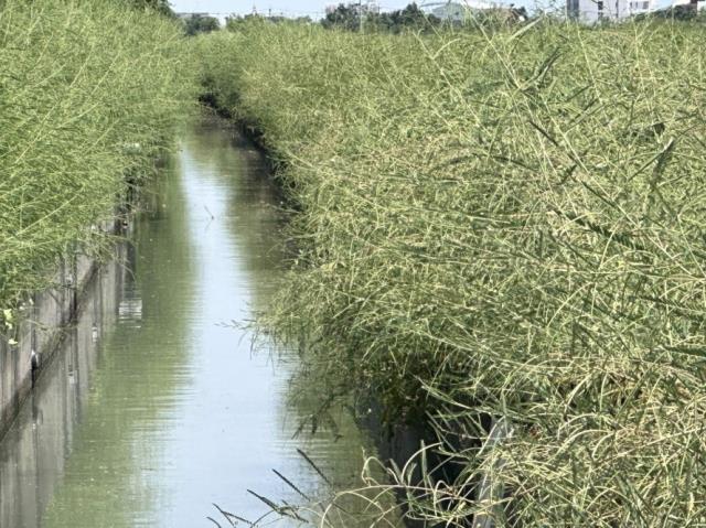 台南七股農地-7