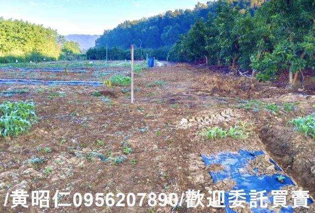 台南楠西農地-0