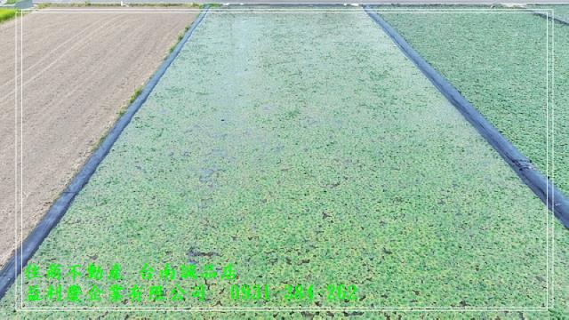 麻豆寮子廍3分特定農