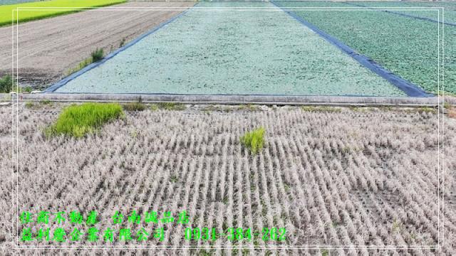 台南培倫房屋土地王,