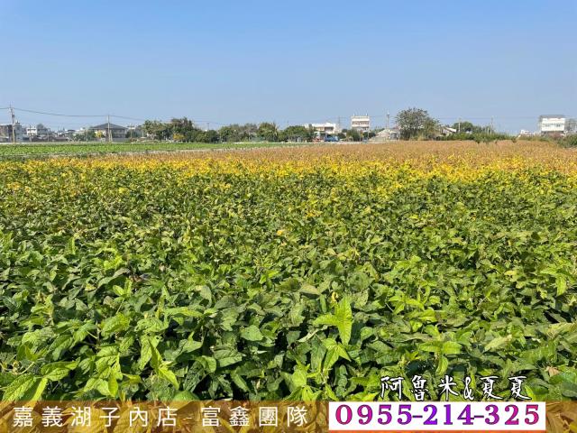 雲林水林農地-4