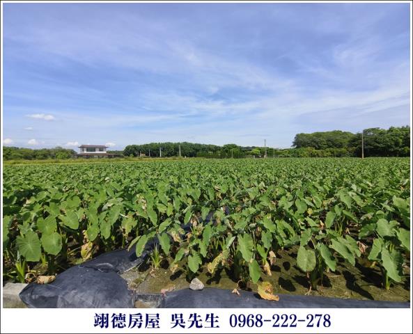 屏東高樹農地-5