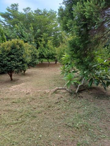 苗栗通霄農地-1