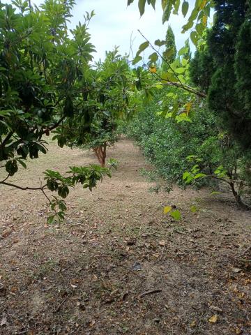 苗栗通霄農地-5