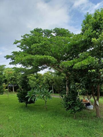 苗栗通霄農地-7