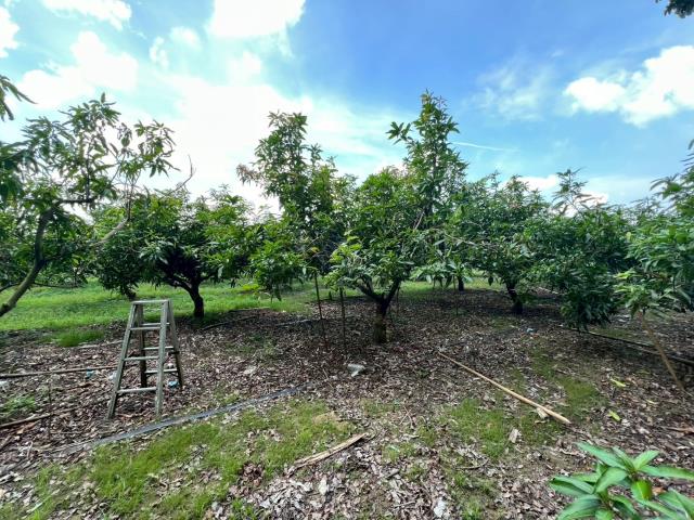 台南玉井農地-9