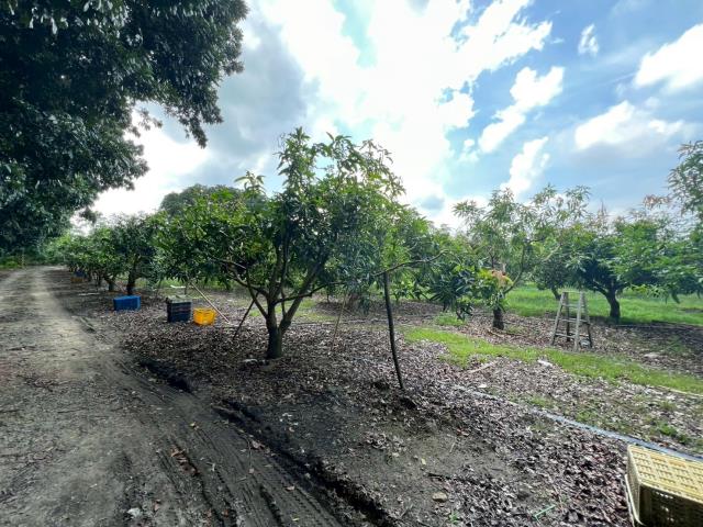 台南玉井農地-11