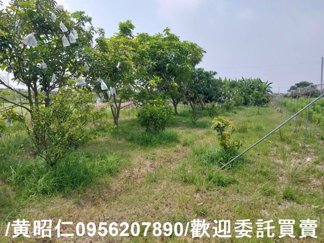 台南七股農地-11