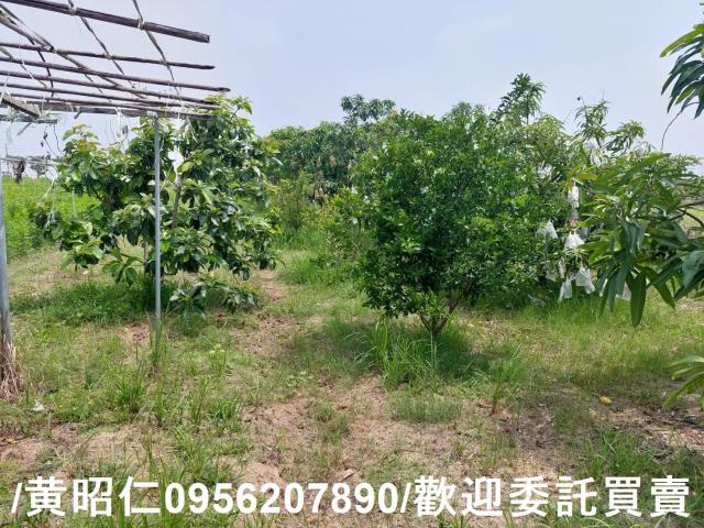 台南七股農地-14