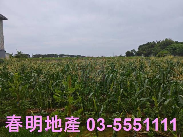 新竹新豐農地-5