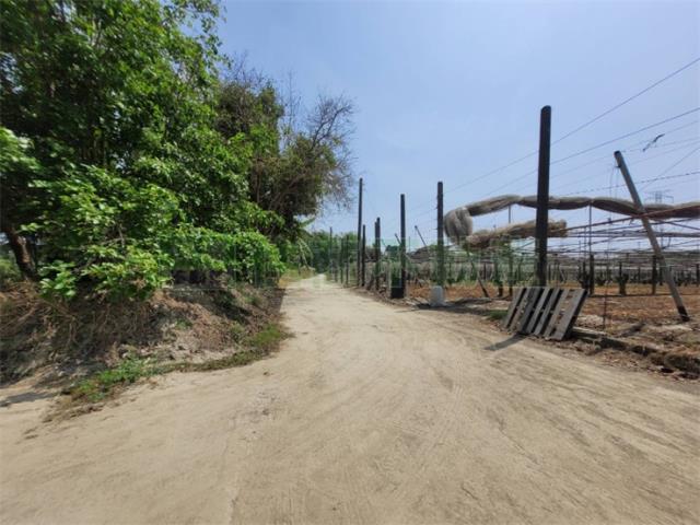 高雄阿蓮農地-14