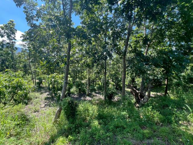 台南南化農地-9