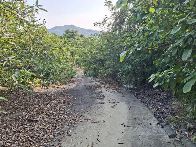 高雄阿蓮農地-2