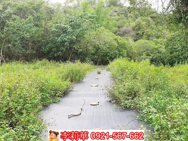 高雄田寮農地-6