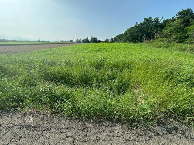 嘉義農地朴子松梅國小農地B