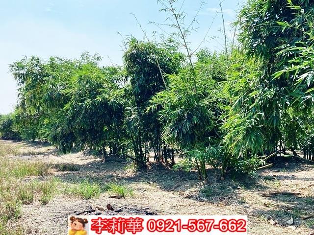 台南西港農地-4