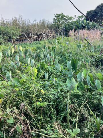 台中東勢農地-1