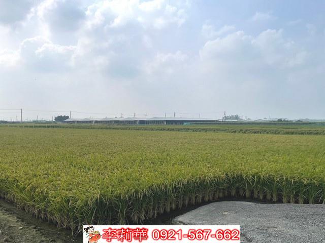 柳營農地-9