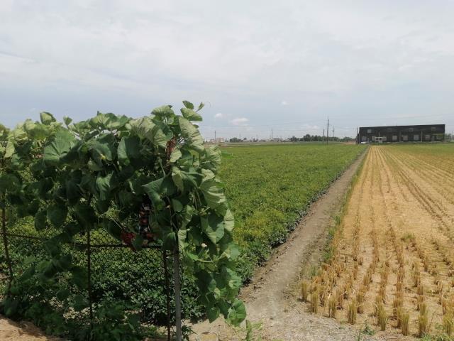 雲林斗南農地-3