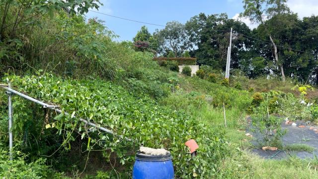 寶山農地-10
