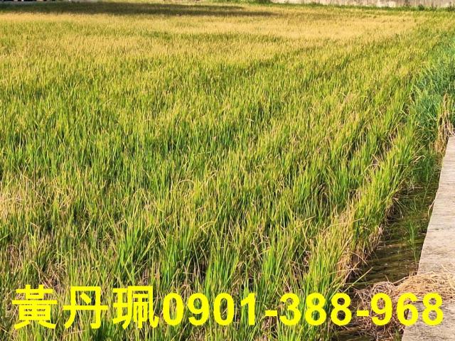 蘆竹農地-3