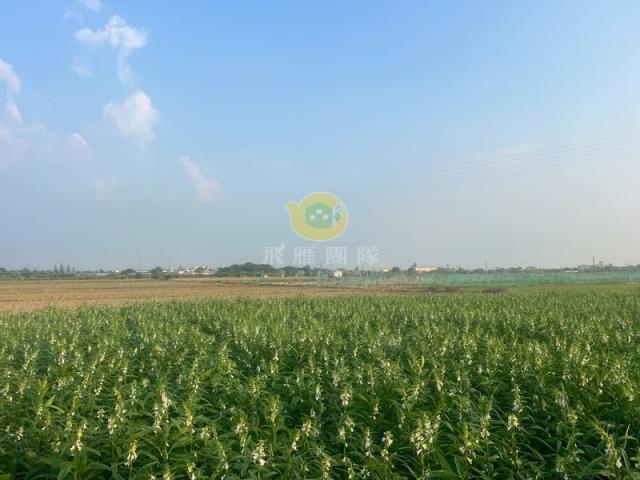 左鎮20米路旁丙建農地