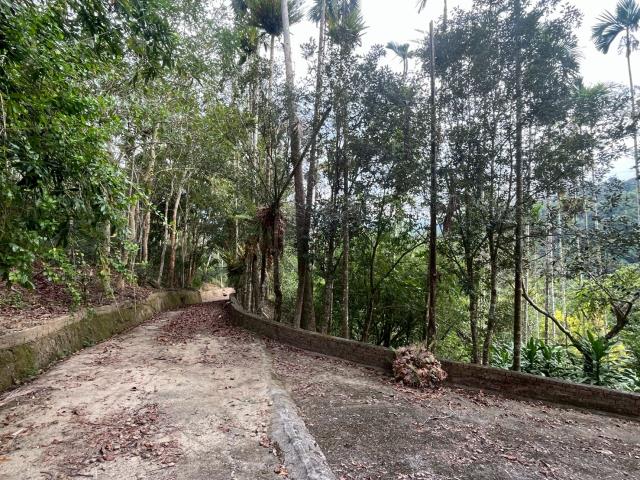 南投鹿谷農地-10