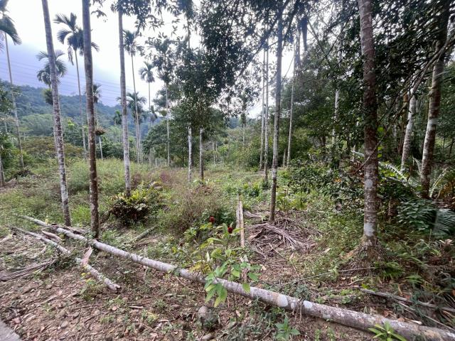 南投鹿谷農地-11