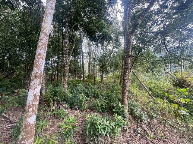 南投鹿谷農地-13