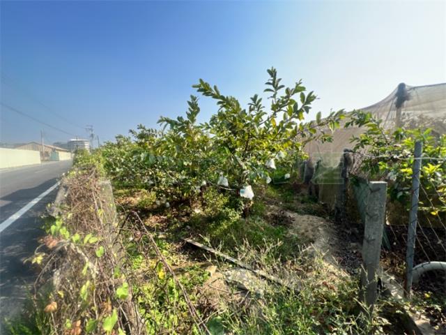 高雄燕巢農地-2