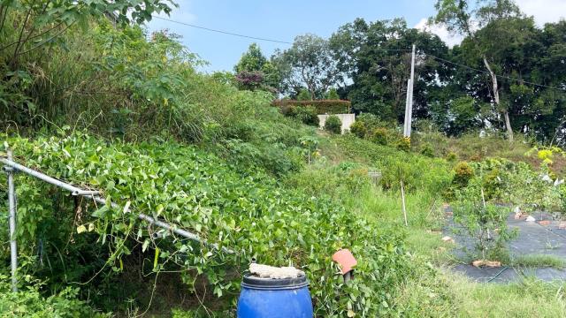 新竹寶山農地-11