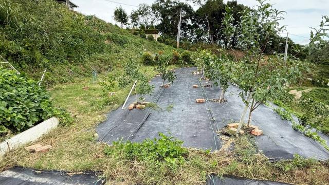 新竹寶山農地-7