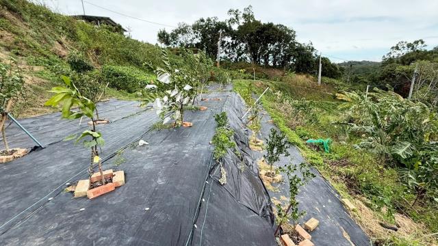 新竹寶山農地-8