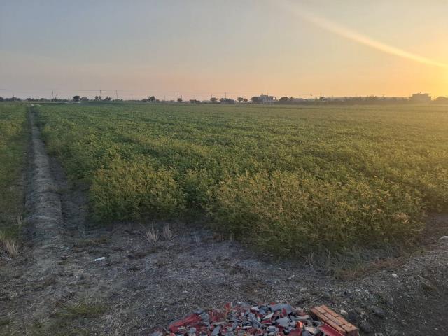 嘉義農地檨仔林美地B