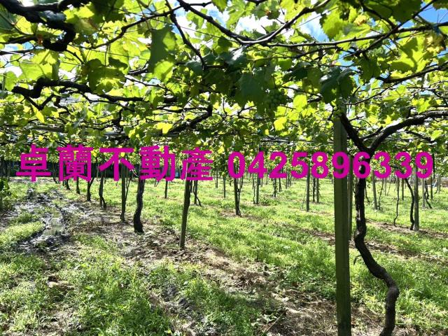 卓蘭農地-7