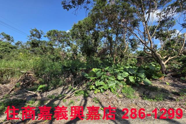 嘉義水上農地-7