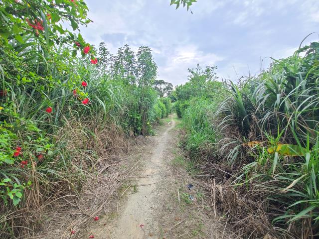 售桃園中路都計農出售