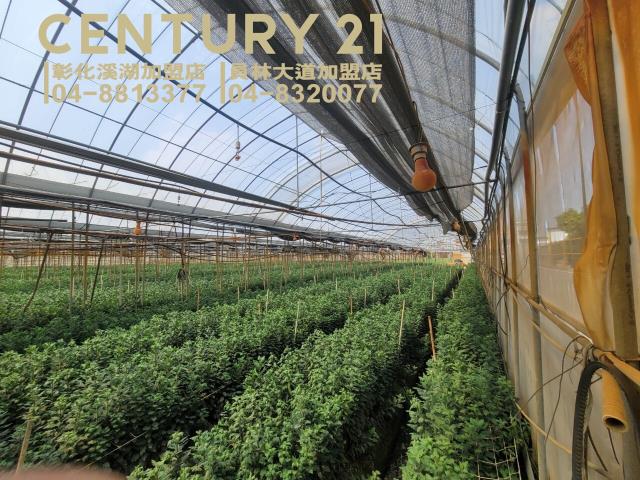 彰化田尾農地-3