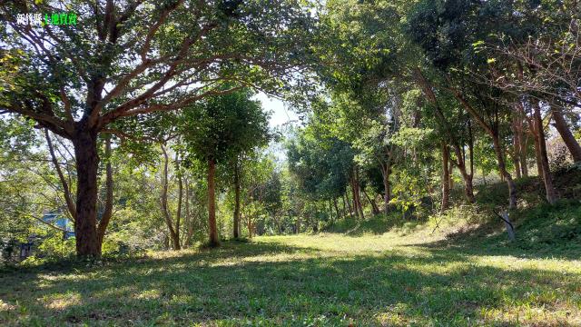 新竹關西農地-8