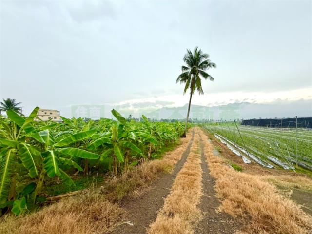 高雄旗山農地-4