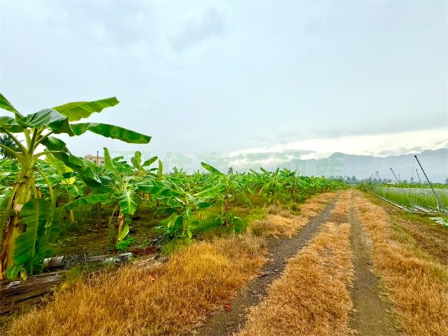 高雄旗山農地-5
