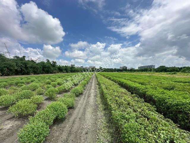 雲林古坑農地地上物