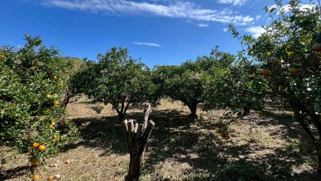 苗栗頭份農地-6